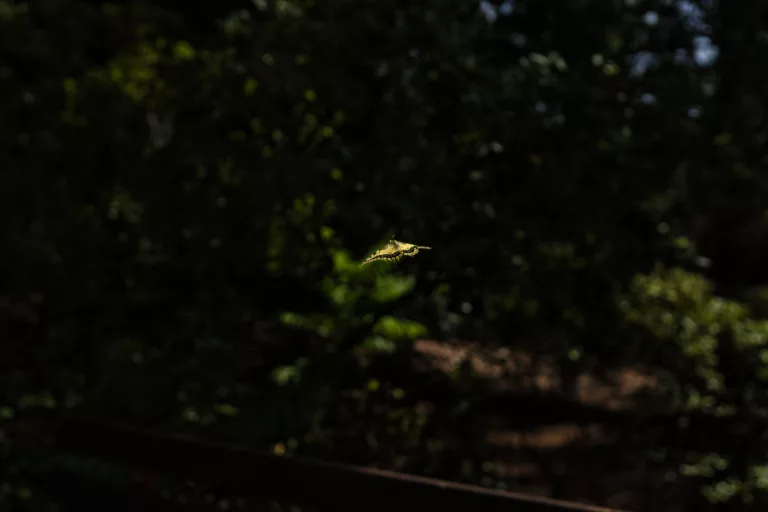 Img 0538